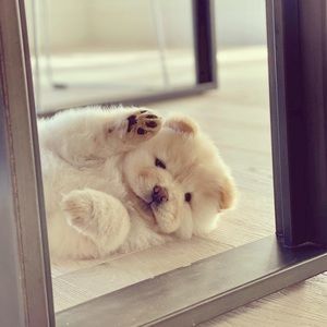 Meet your Posher, Ameya